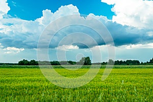 Green barley field and clouds against the blue sky