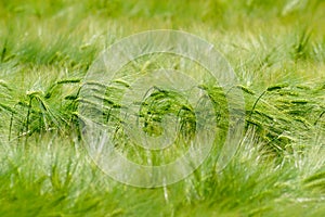 Green Barley Field