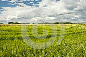 Green barley field, horizon and clouds on blue sky