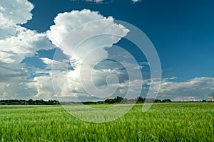 A green barley field and a huge white cloud on the blue sky