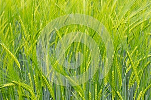 Green Barley Field for natural background, Hordeum vulgare or Gerste photo