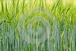 Green Barley Field for natural background, Hordeum vulgare or Gerste photo