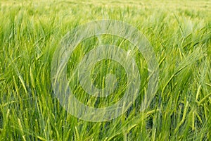 Green Barley Field for natural background, Hordeum vulgare or Gerste