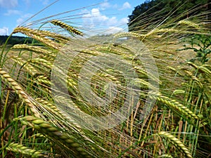 Green barley field od an almost ripe crop