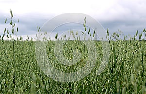 Green barley field on a summer day