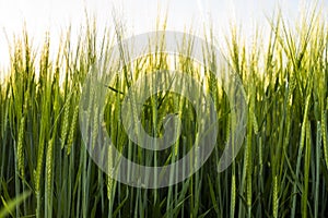 Green barley field in a sunny day. Green field meadow with growing young barley sprouts against blue sky.