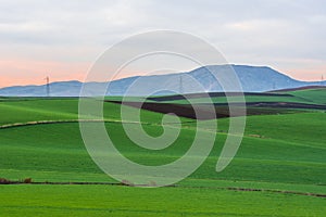 Green barley field at sunrise, landscape of Wheat field in early summer, barley field,  Mila Algeria photo