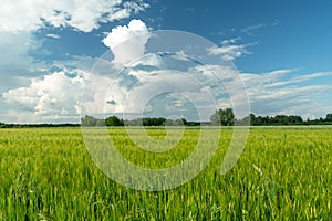 Green barley field and white clouds on blue sky