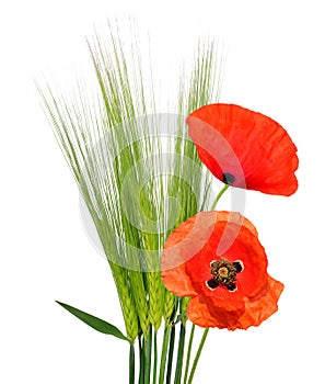 Green Barley with red poppy flowers