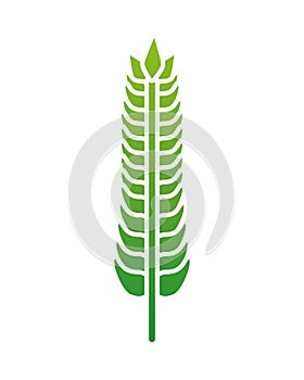 Green barley wheat spike nature icon