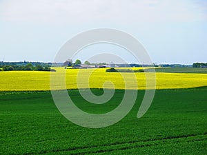 Green barley and yellow rapeseed fields on sunny spring day