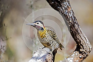 Green barred wood pecker