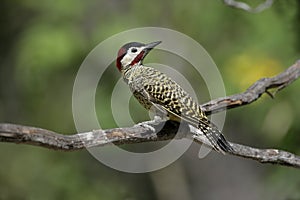 Green-barred woodpecker, Colaptes melanochloros