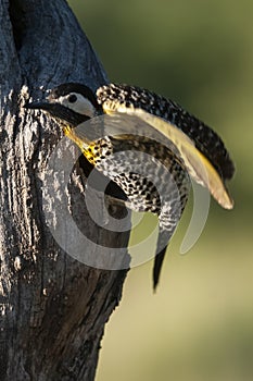 Green barred Woodpecker in forest environment,