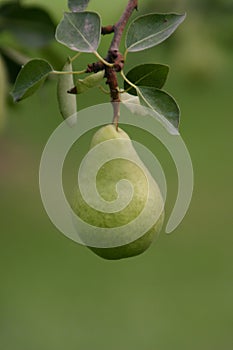 Green Bartlett Par on the Tree