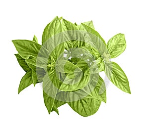 Green basil