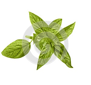 Green basil