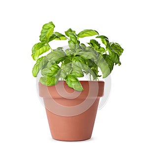 Green basil in clay pot isolated on white