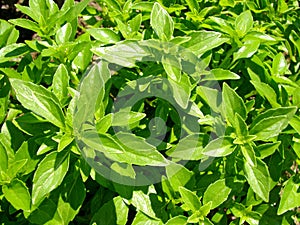 Green basil with clove scent