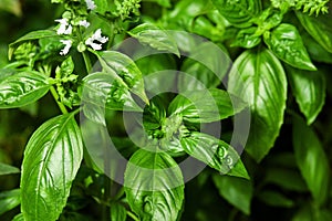 Green basil with flowers growing in vegetable garden