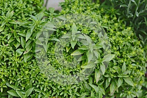 Green basil in the garden