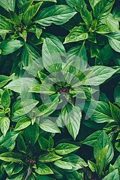 Green Basil Growing In Backyard Garden