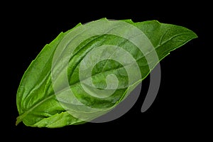 Green basil herb isolated