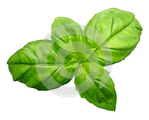 Green Basil isolated