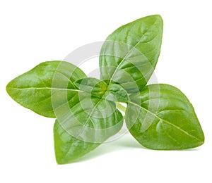 Green Basil Isolated on White Background photo