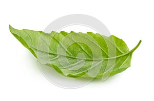 Green basil leaf