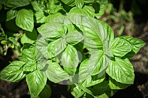 Green basil leaf plant growing in the vegetable garden plantation / Fresh sweet genovese basil herb