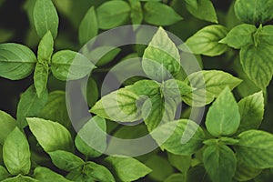 Green basil leaves plant in garden