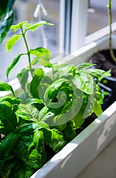 Green basil leaves in plastic plant box on windowsill, home herbal garden
