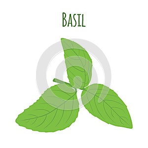 Green basil leaves. Vegetarian herbal condiment. Vector illustration