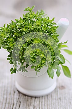 Green basil in mortar on wooden background