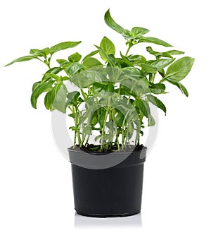 Green basil plant, in black pot