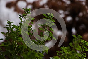 Green basil plant with out of focus brown background small growing leaves