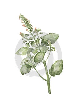 Green basil plant by watercolors on white background. Basil leaves and flowers handdrawn illustration.