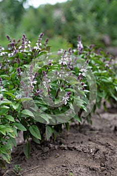 Green basil plants in blossom. Basil blooms in the garden. Growing fresh spices. Aromatic herbs. Ocimum basilicum Magic