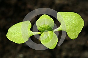 Green basil seedling macro