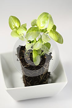 Green basil with soil in white cup on white