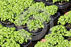 Green basil sprout
