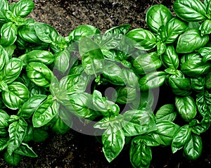 Green basil sprouted in the garden