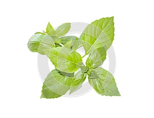 Green basil with stem, leaves. Fresh  spicy and cooking herb.