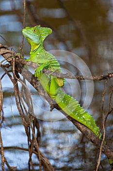 Green basilisk