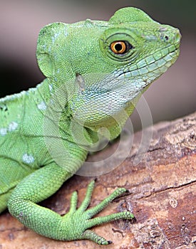 Green Basilisk 2