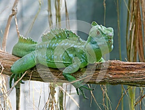 Green Basilisk 4