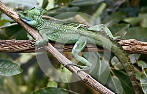 Green basilisk 9