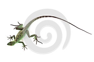 Green basilisk