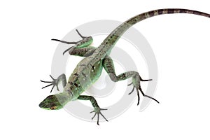 Green basilisk